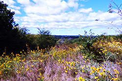 TimbermanRidge
