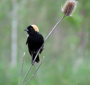 Bobolink