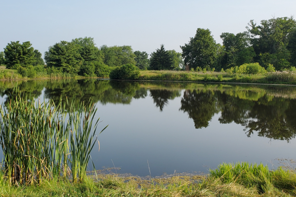 Pond in the Meadow Ridge Area of Elk Creek MetroPark