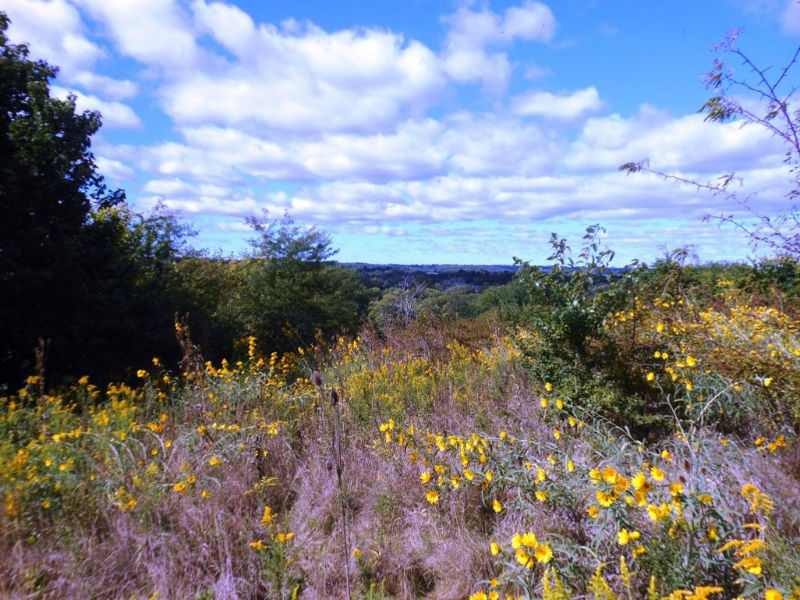 ForestRunPage-ViewfromTimbermanRidge101716-w800-h600