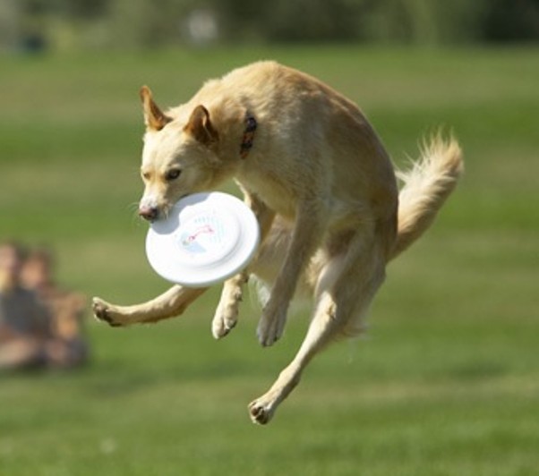 Happy Frisbee Dog