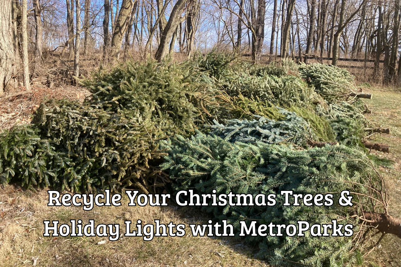 Click to learn how to recycle your holiday lights and trees