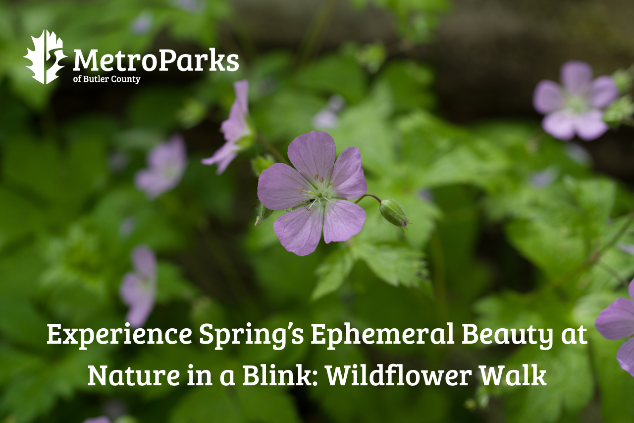 Click to register for the Nature in a Blink program