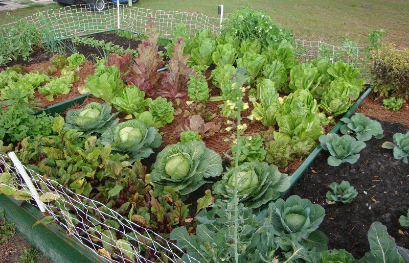 garden-cropped-broccoli-seed-1-w800-h600