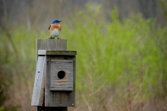 Eastern Bluebird Eastern Bluebird
