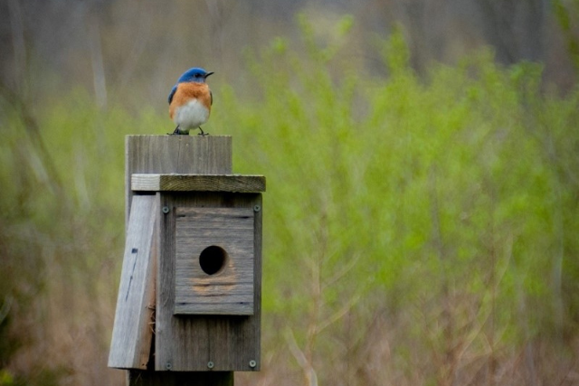 Eastern Bluebird