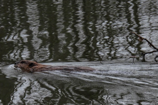 beaver