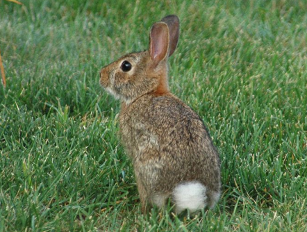 Adult Eastern Cottontail Adult Eastern Cottontail