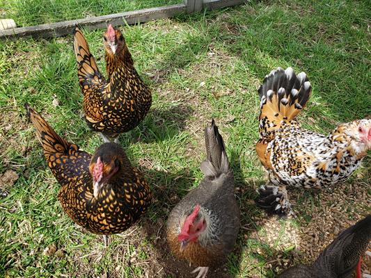 bantam recess bantam recess