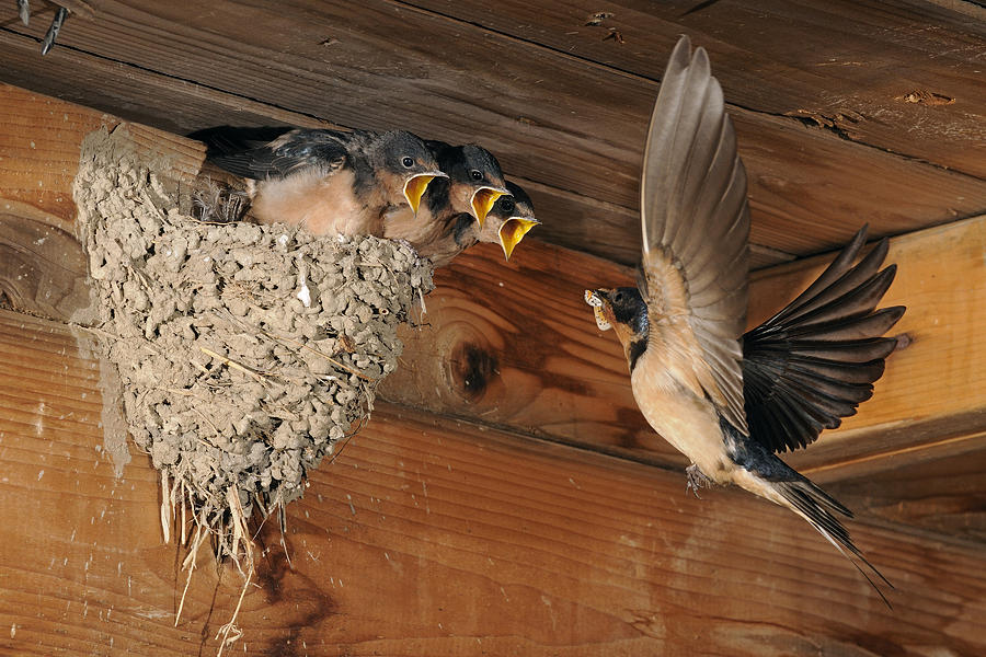 barn swallow nest with babies barn swallow nest with babies
