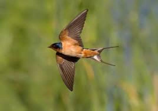 barn_swallow_flying-resized barn_swallow_flying-resized