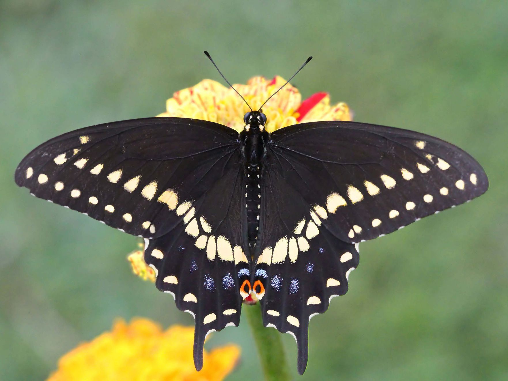 black swallowtail black swallowtail