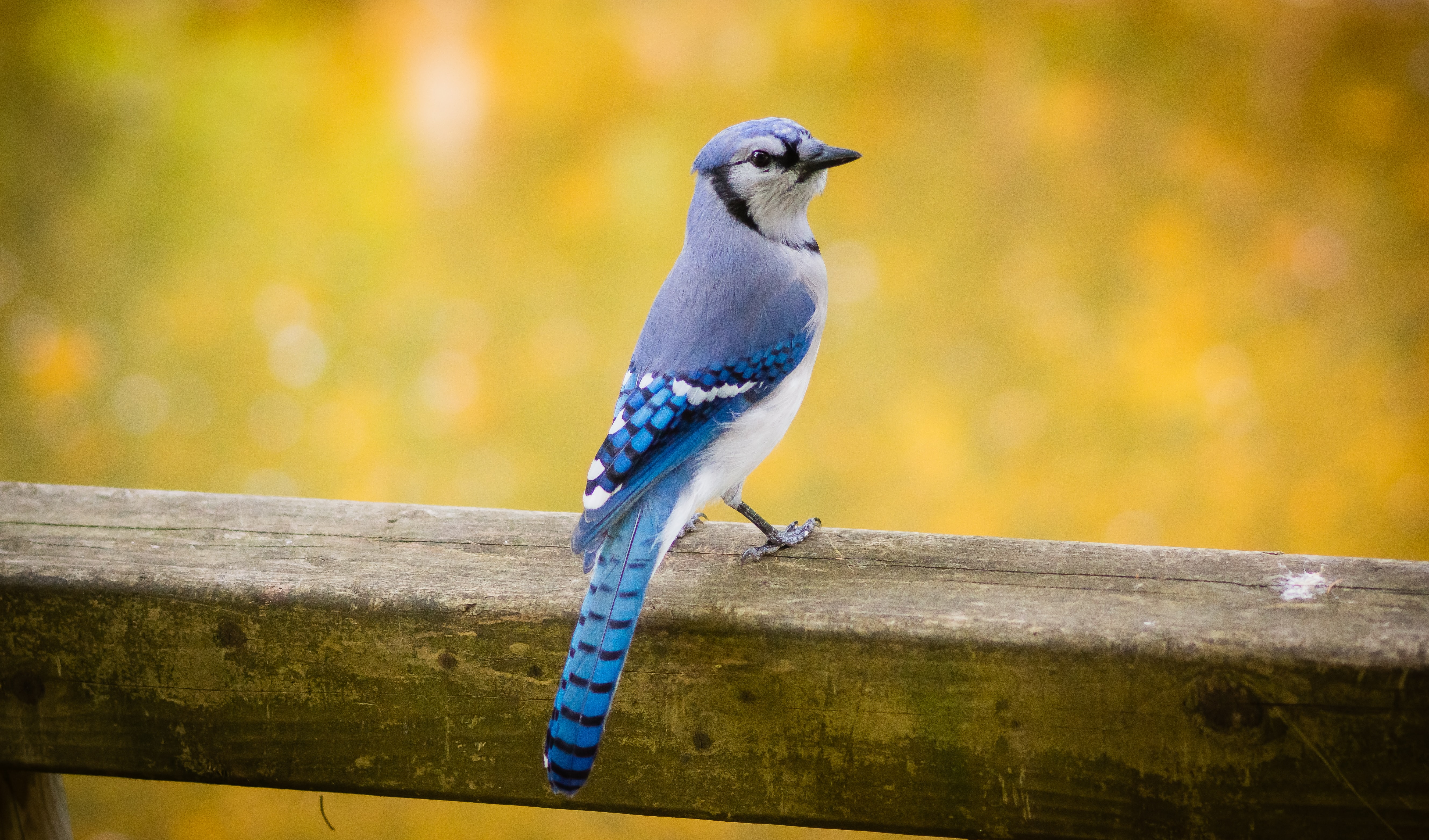 Blue Jays Blue Jays