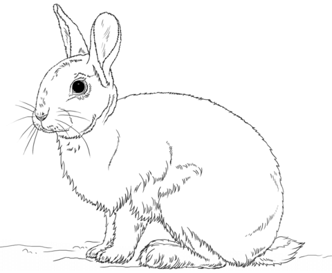 c6a95a2fcf90e36080377236f3c94390_cute-bunny-rabbit-coloring-page-free-printable-coloring-pages_480-394 c6a95a2fcf90e36080377236f3c94390_cute-bunny-rabbit-coloring-page-free-printable-coloring-pages_480-394