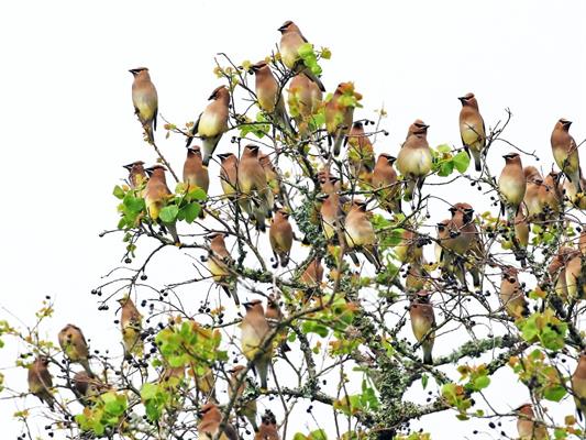 cedar waxwing flock cedar waxwing flock