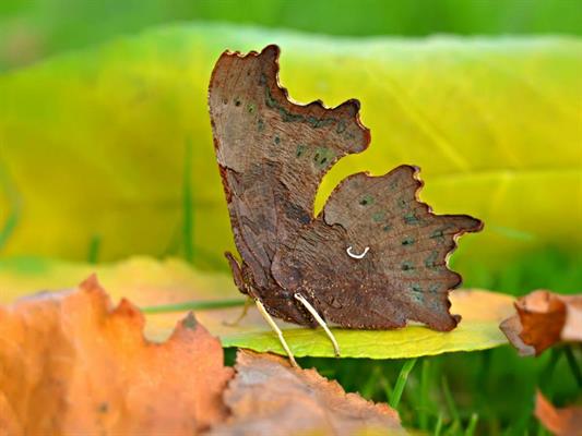 comma butterfly image folded wings comma butterfly image folded wings