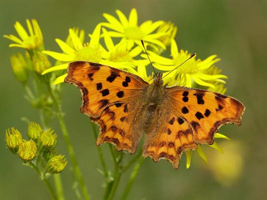 comma butterfly image open wings comma butterfly image open wings
