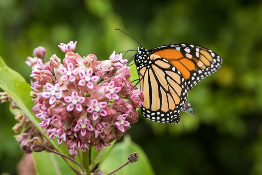common milkweed and monarch common milkweed and monarch