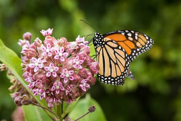 common milkweed and monarch