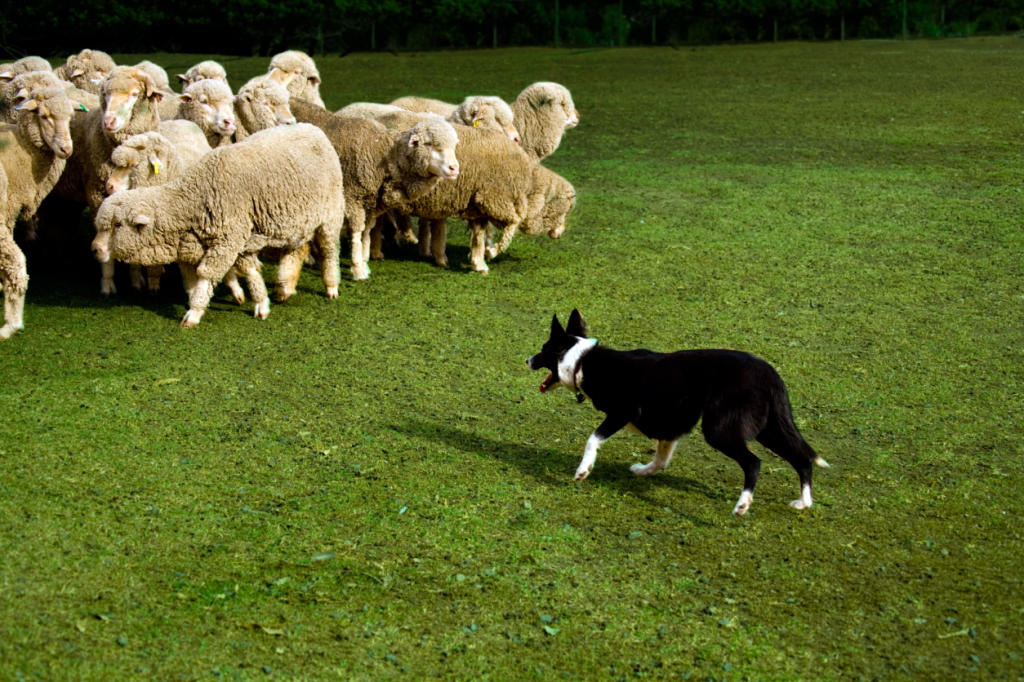 Dog Herding Dog Herding