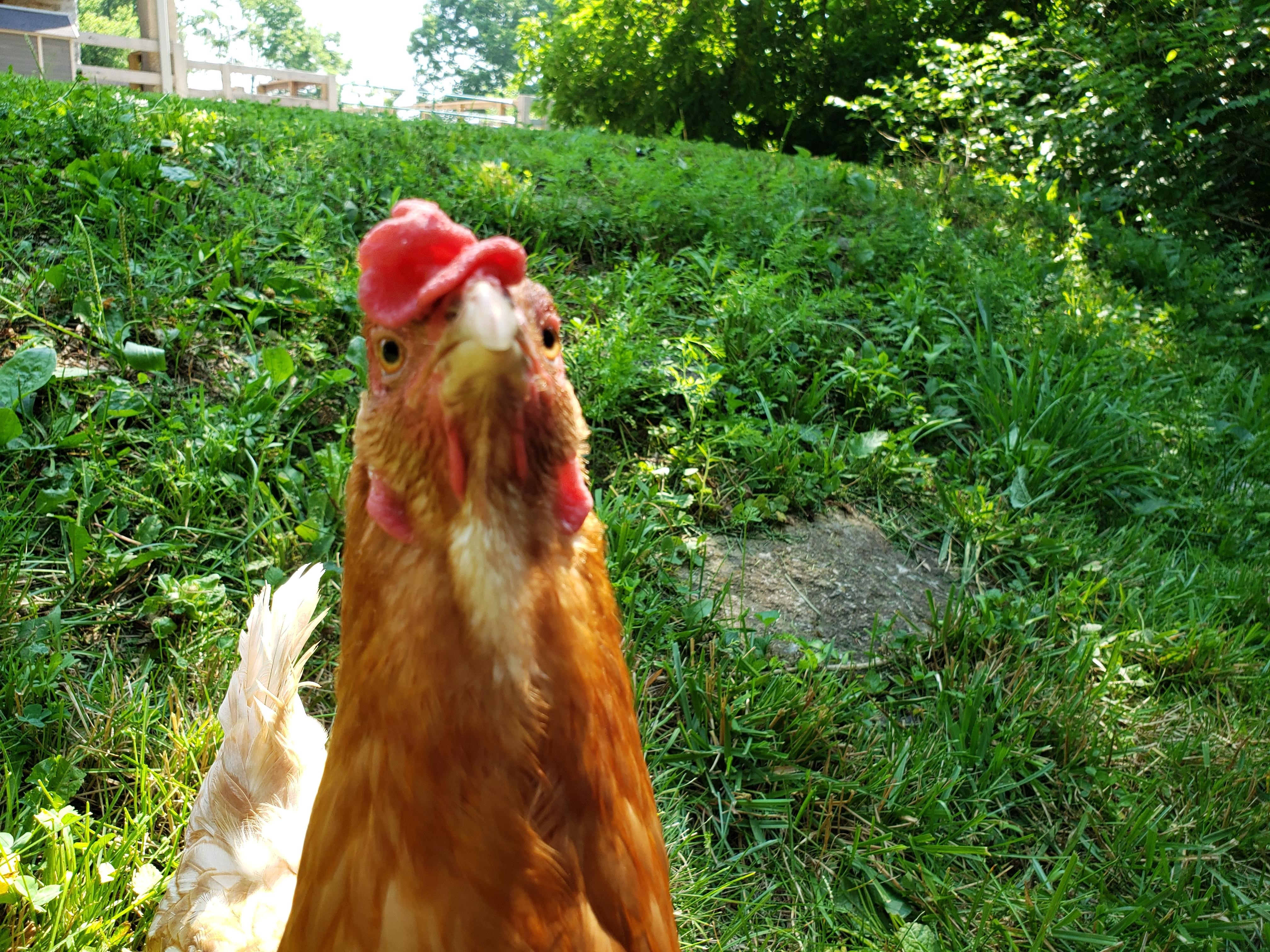 Easter Egger Hen Easter Egger Hen