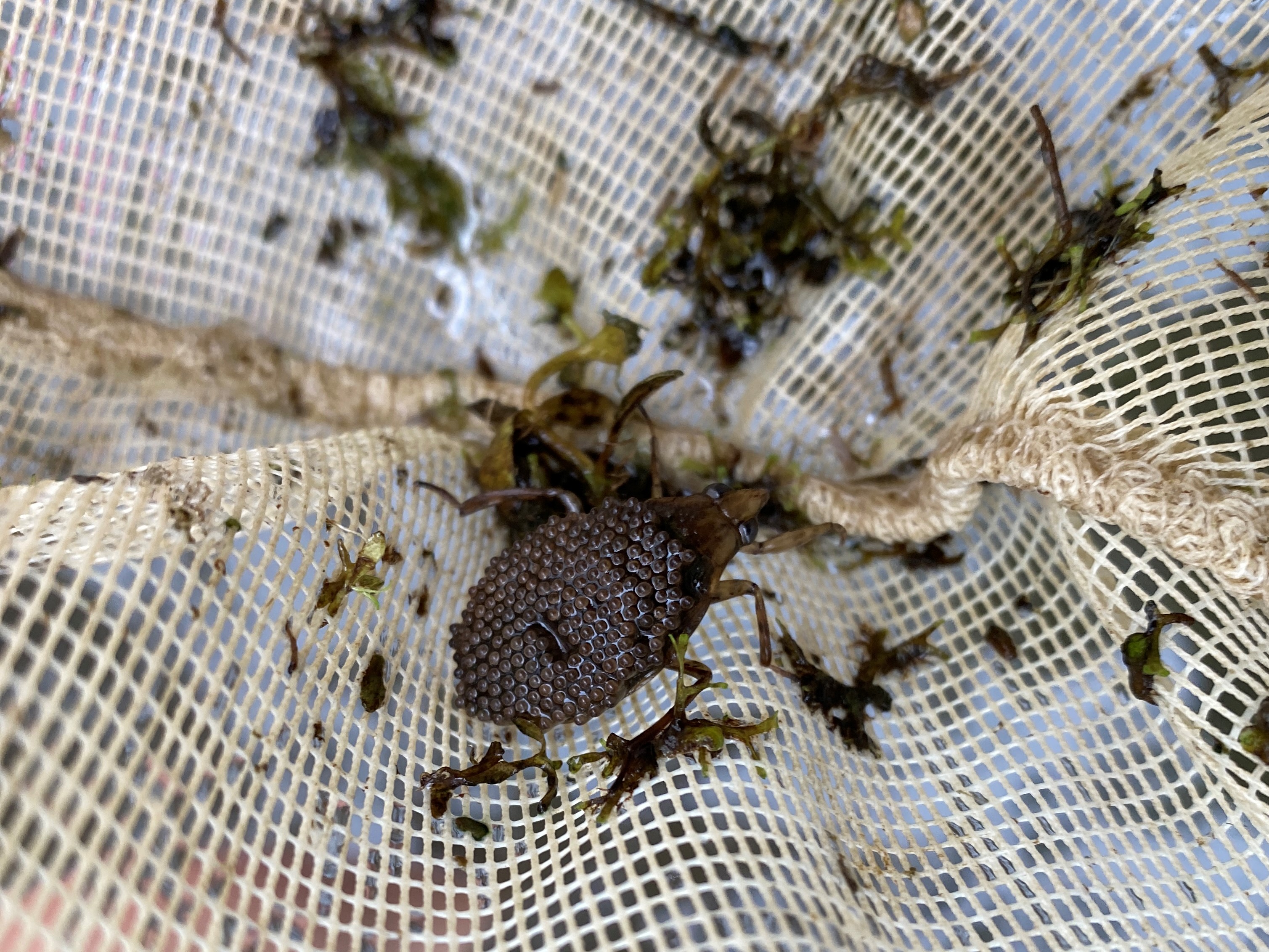 water bugs in house do they bite