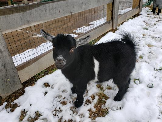 Goat in the Snow
