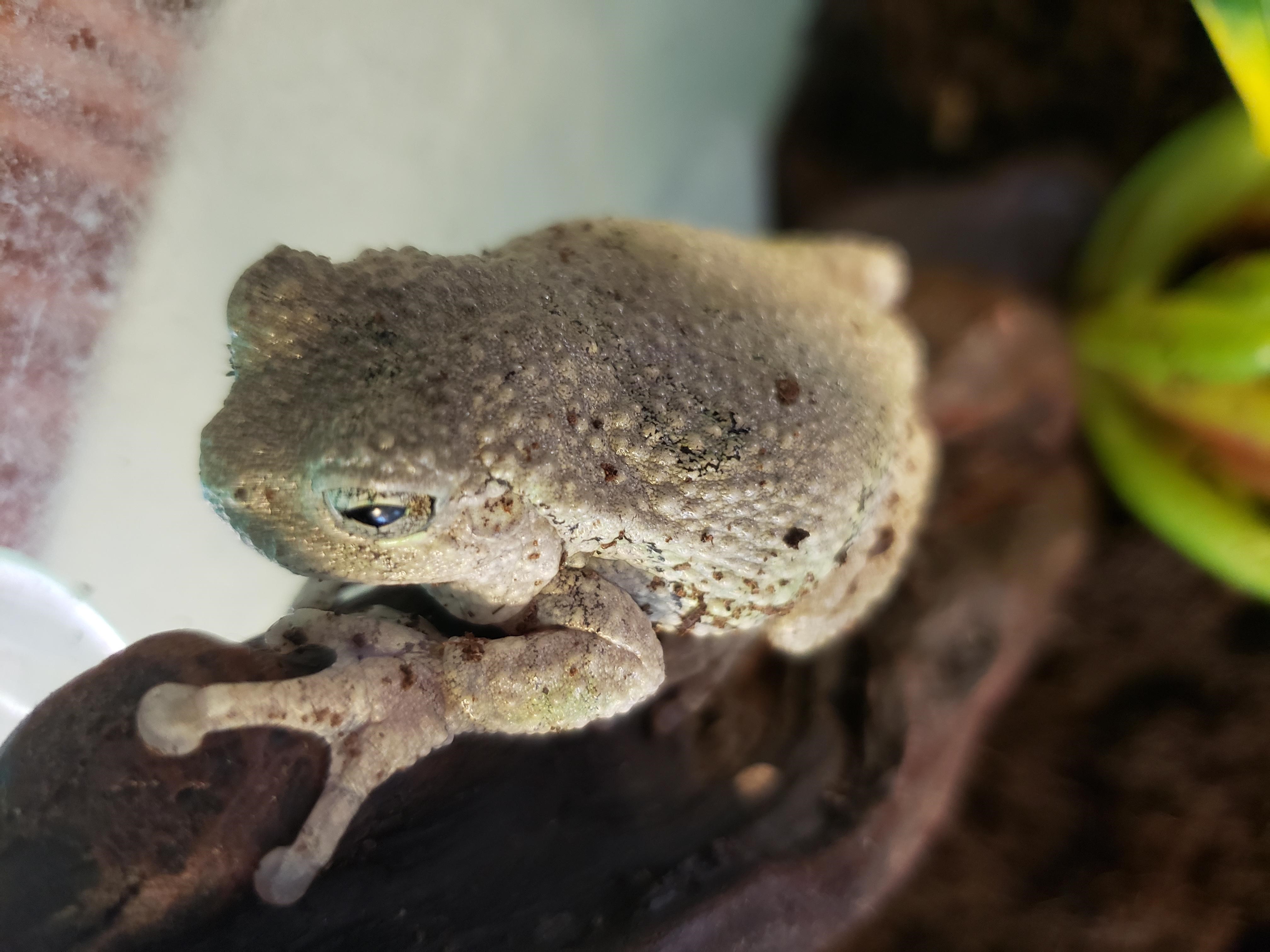 Gray Tree Frog Gray Tree Frog
