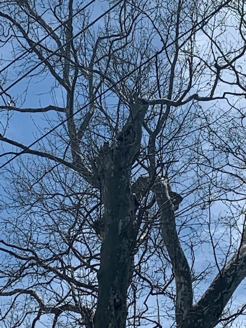 Great Horned Owl Great Horned Owl