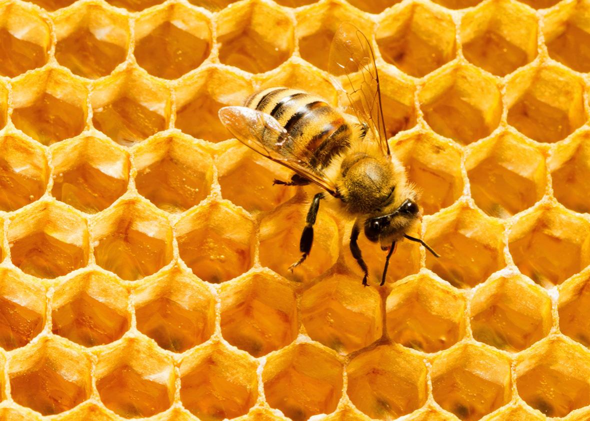 honeycomb honeycomb