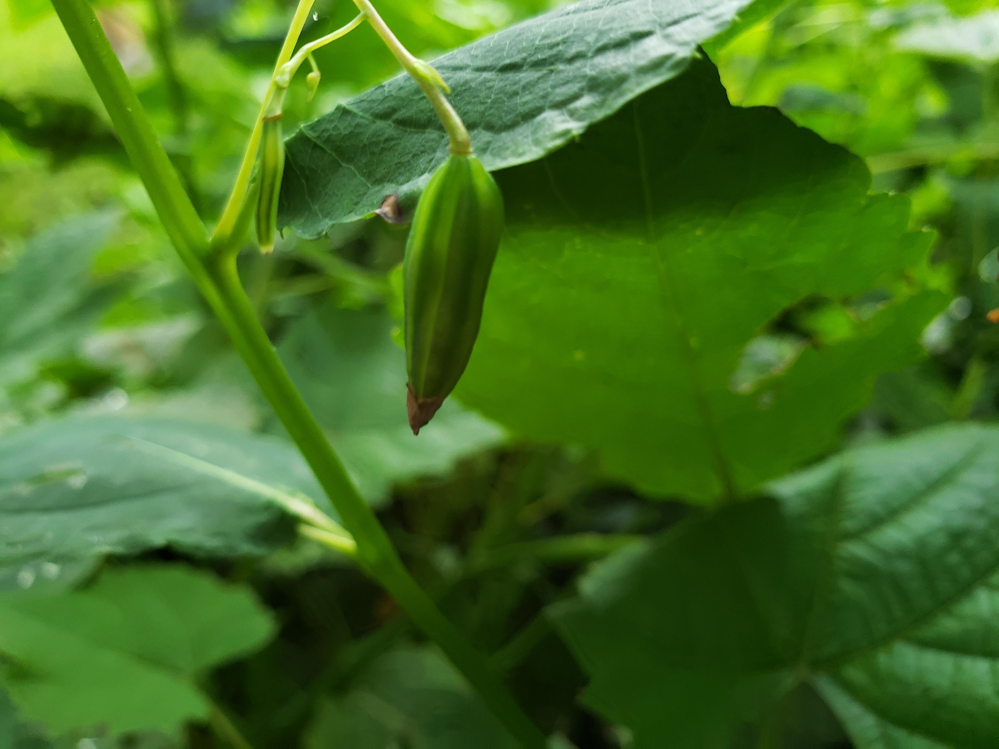 Jewelweed seed capsule Jewelweed seed capsule