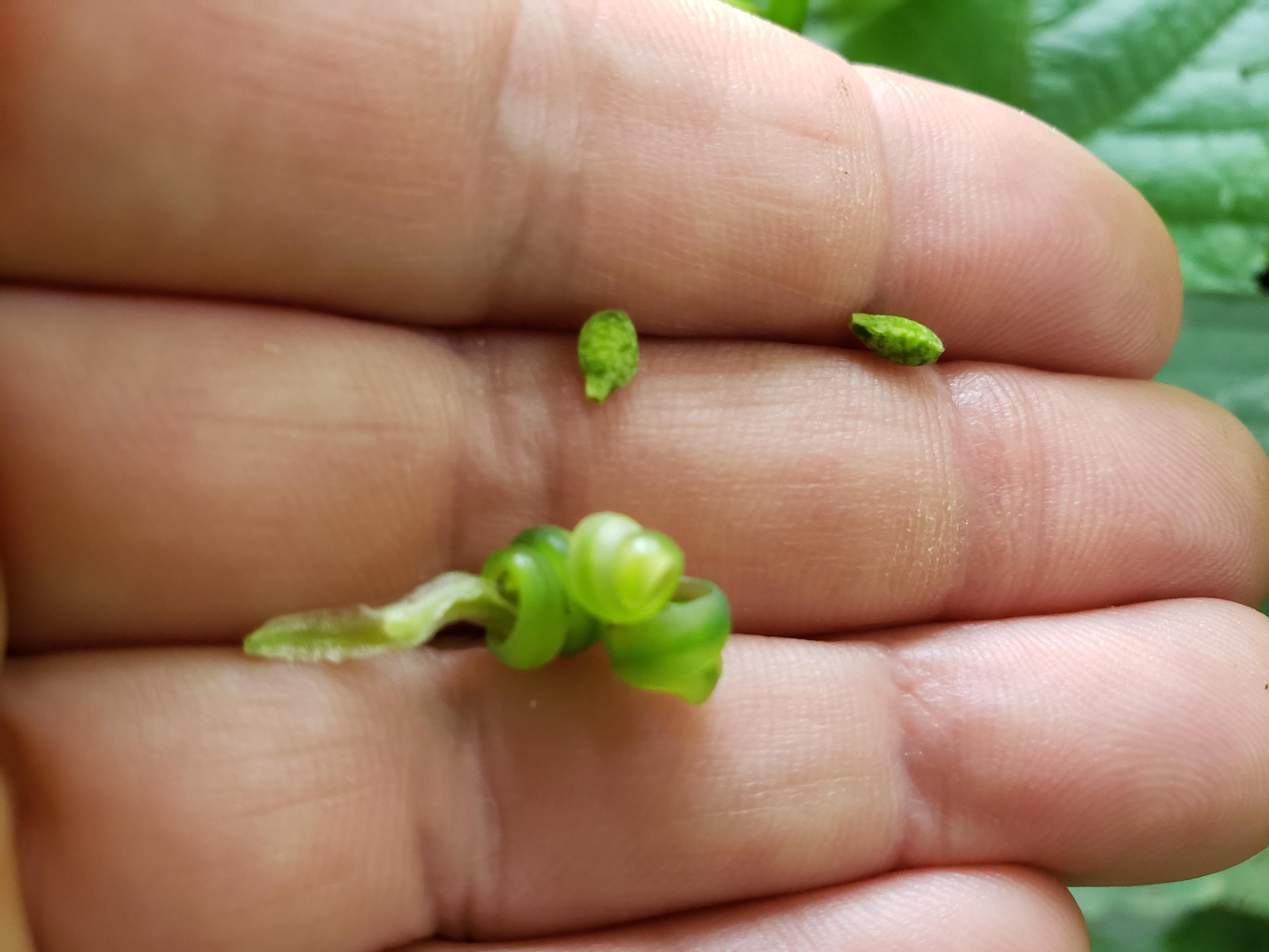 Jewelweed seeds Jewelweed seeds