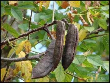 kentucky coffee pods hanging