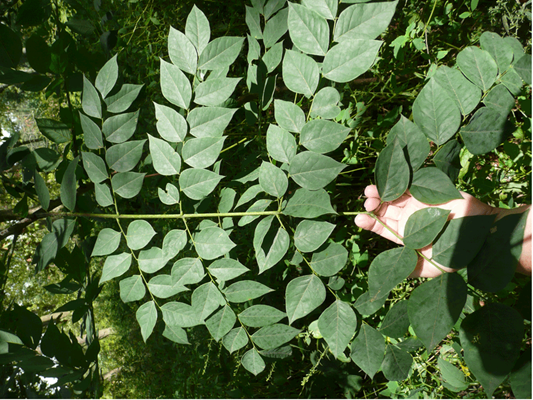kentucky coffee tree leaves