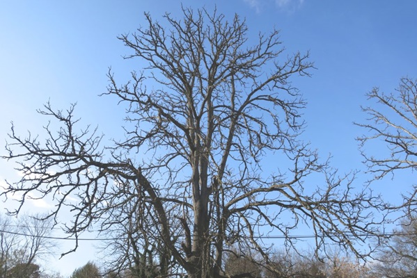 kentucky coffee tree no leaves