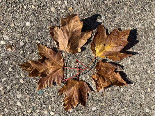 Leaves Leaves
