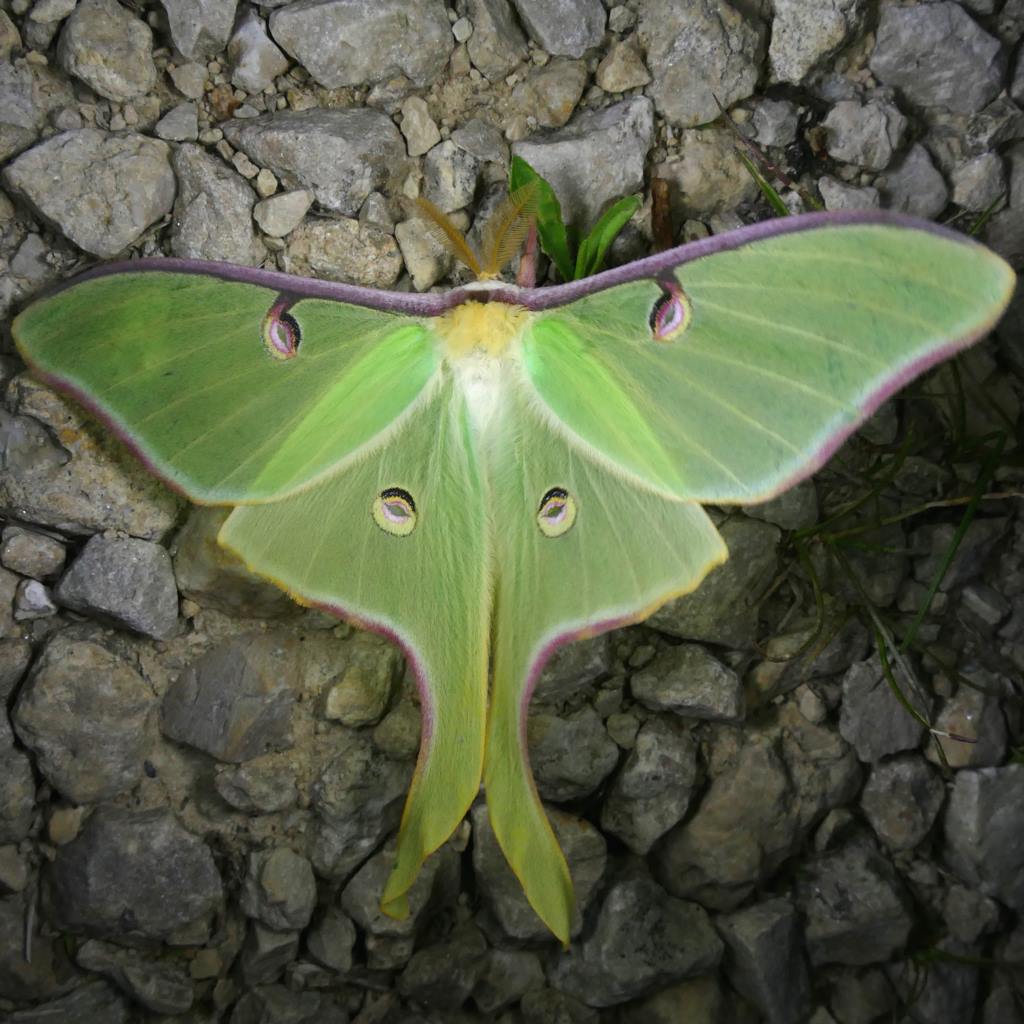 Luna Moth Luna Moth