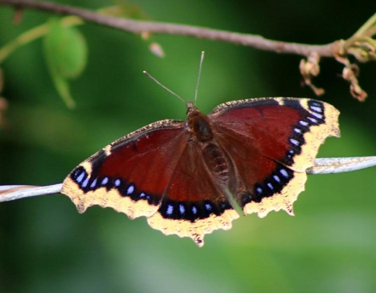 mourning_cloak_10-27-14 mourning_cloak_10-27-14