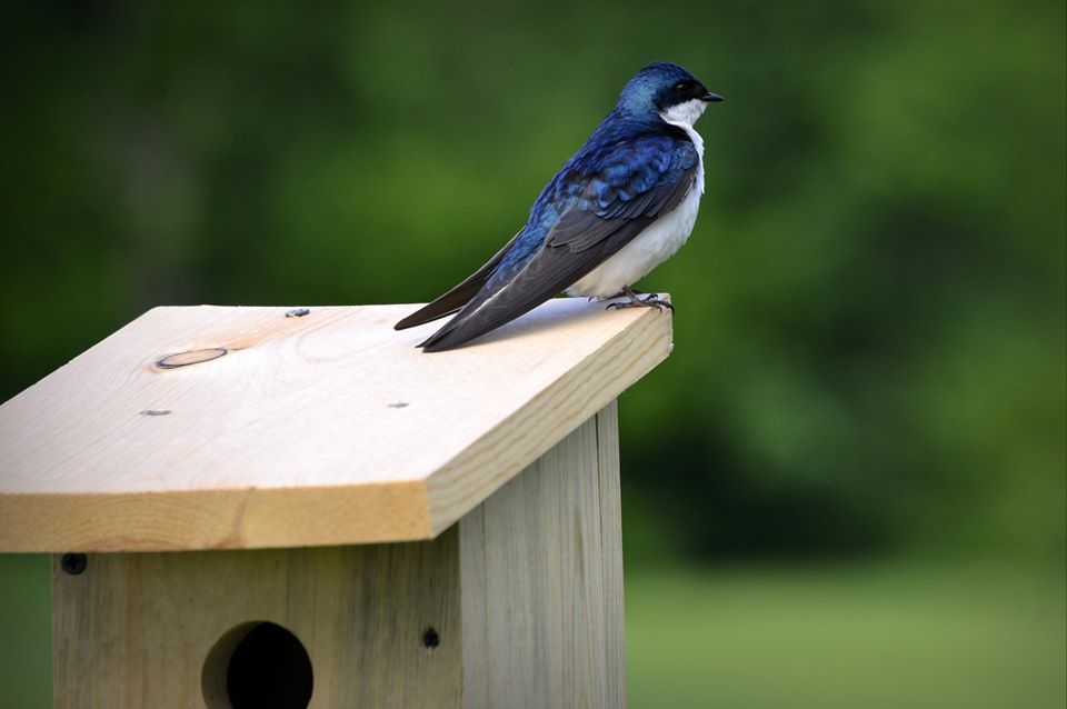 Nest Box Nest Box