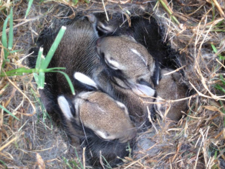 Nest of baby eastern cottontail rabbits Nest of baby eastern cottontail rabbits
