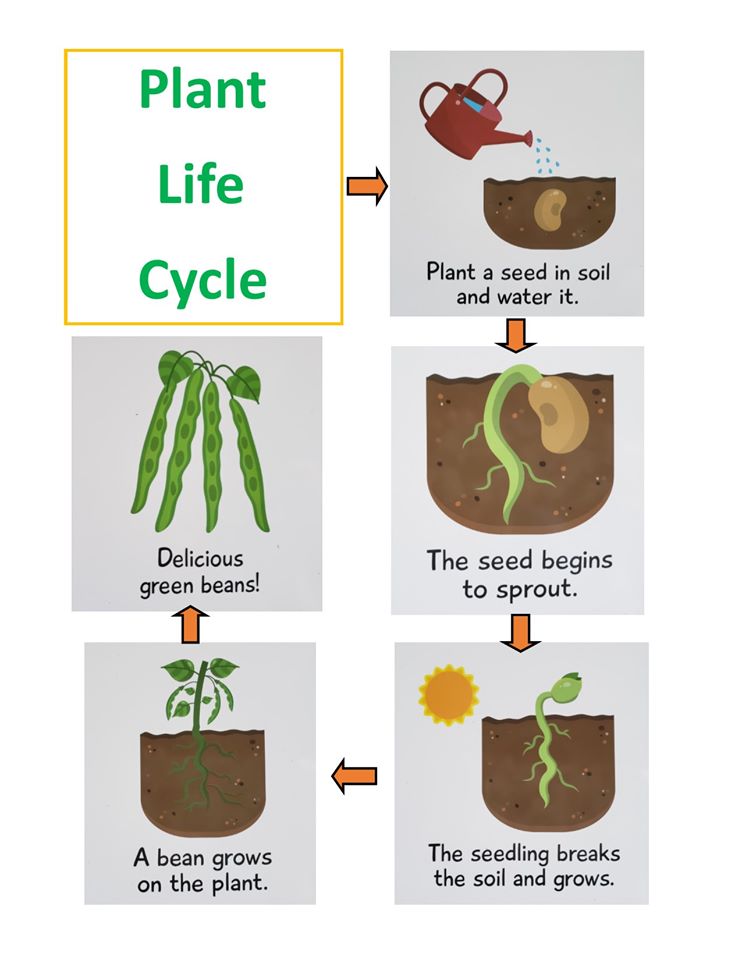 Plant Lifecycle Plant Lifecycle