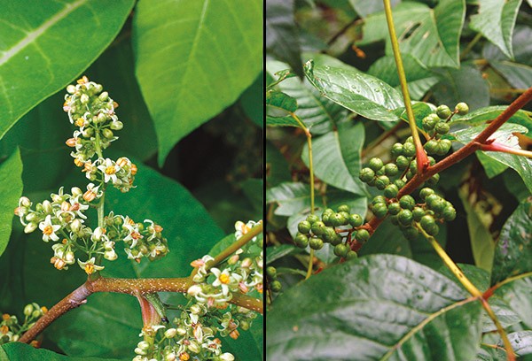poison ivy flower and berries poison ivy flower and berries