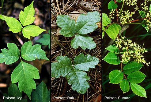 poison ivy poison oak poison sumac pictures poison ivy poison oak poison sumac pictures