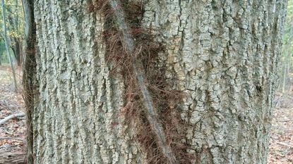 poison ivy vine with hairs poison ivy vine with hairs