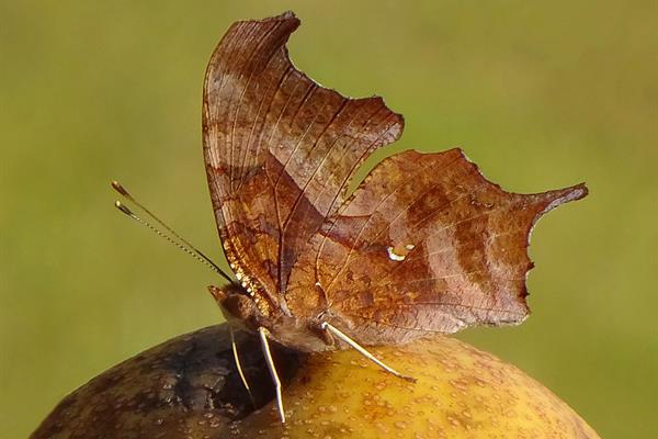 question mark image folded wings question mark image folded wings