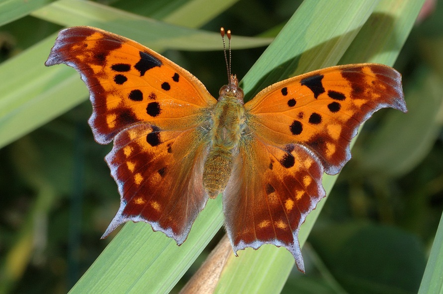 question mark image open wings question mark image open wings