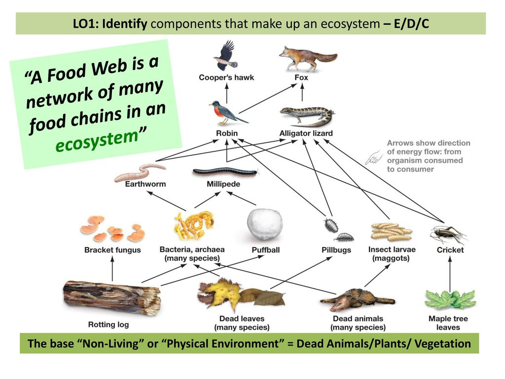 Rotten Log - food chain Rotten Log - food chain