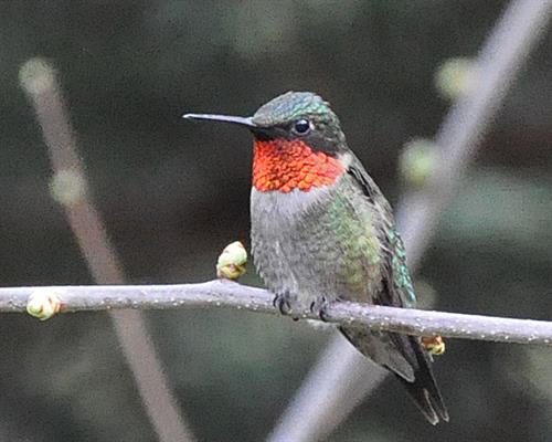 ruby throated hummingbird gorget ruby throated hummingbird gorget