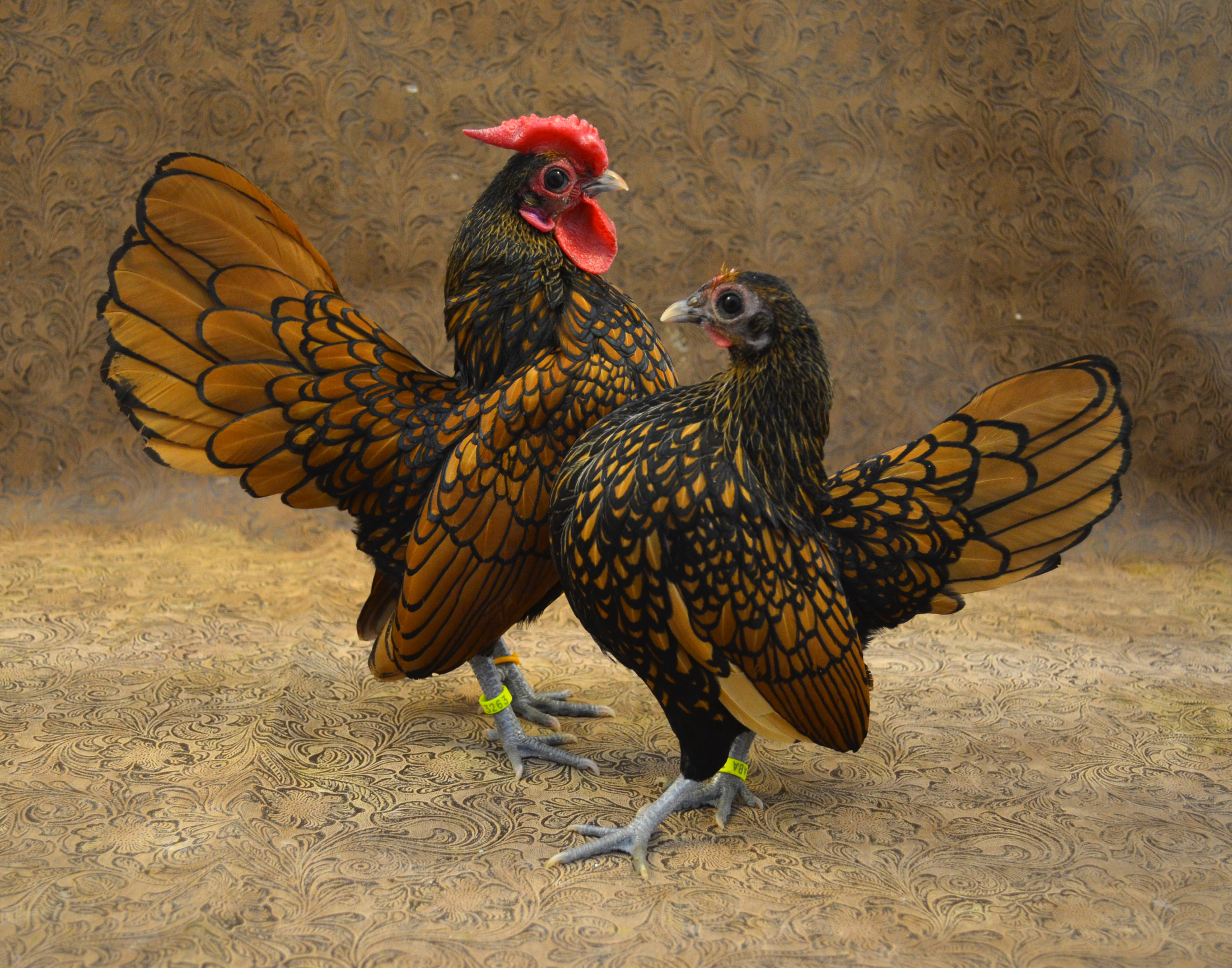 Sebright male and female Sebright male and female