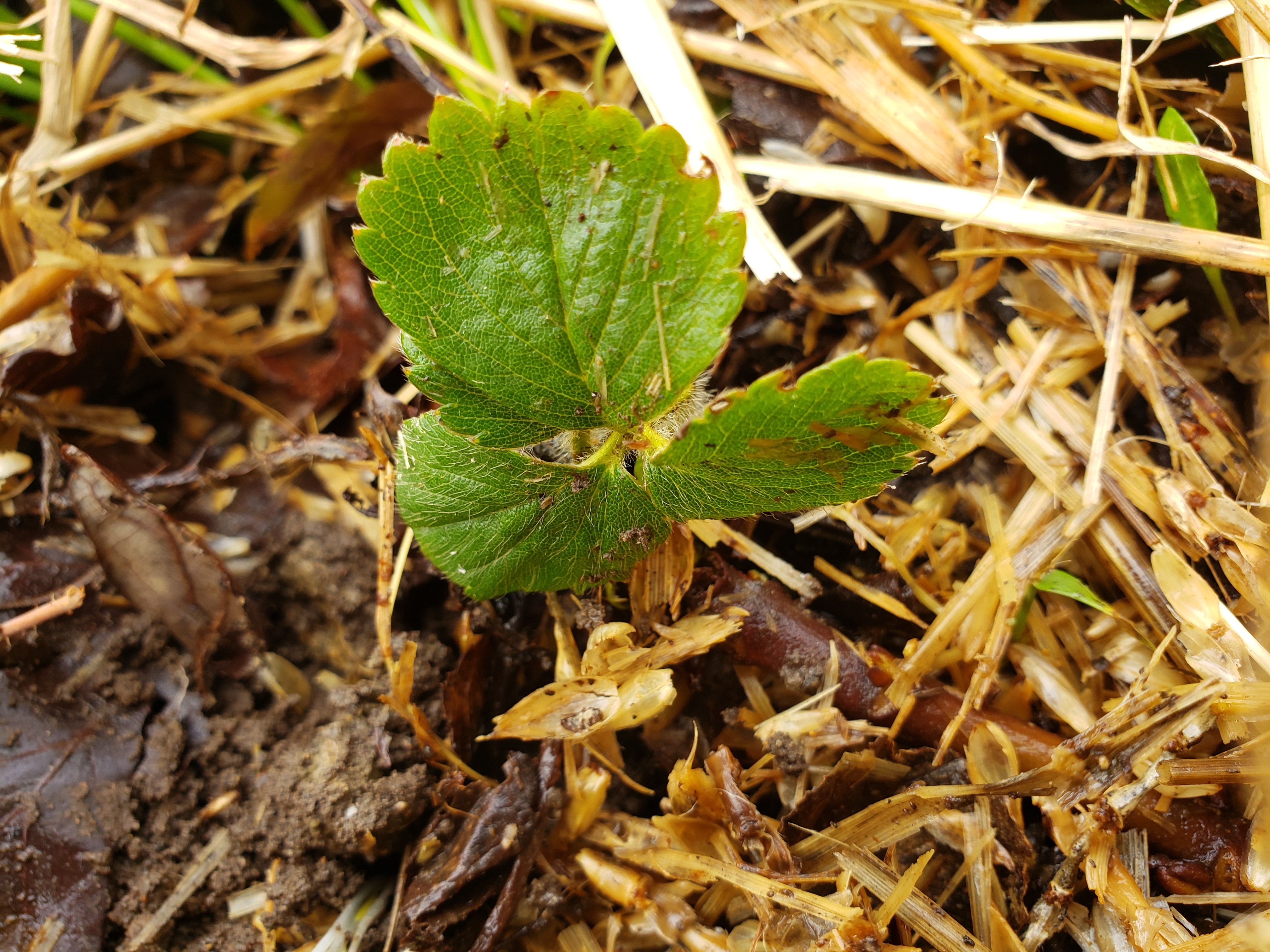 strawberry plant in straw strawberry plant in straw